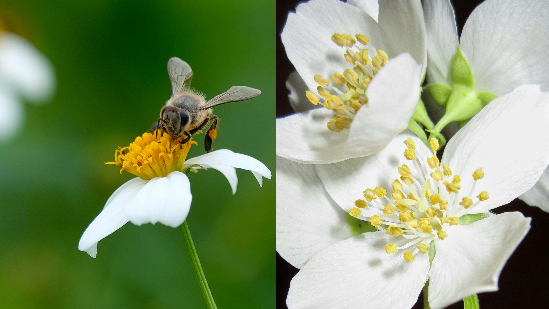 Visit honeybees at Mandai Rainforest Resort by Banyan Tree in Singapore